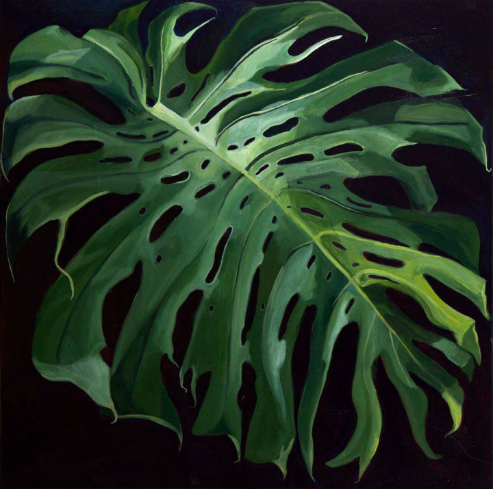 Hawaii - Philadendron Monstera I